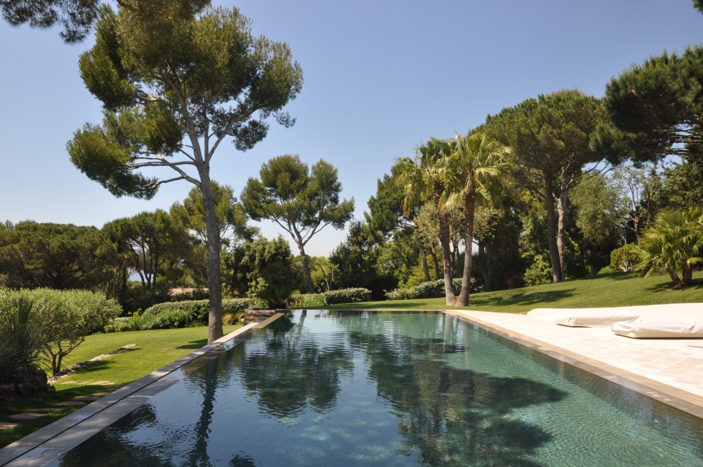 swimming pool surrounded by trees